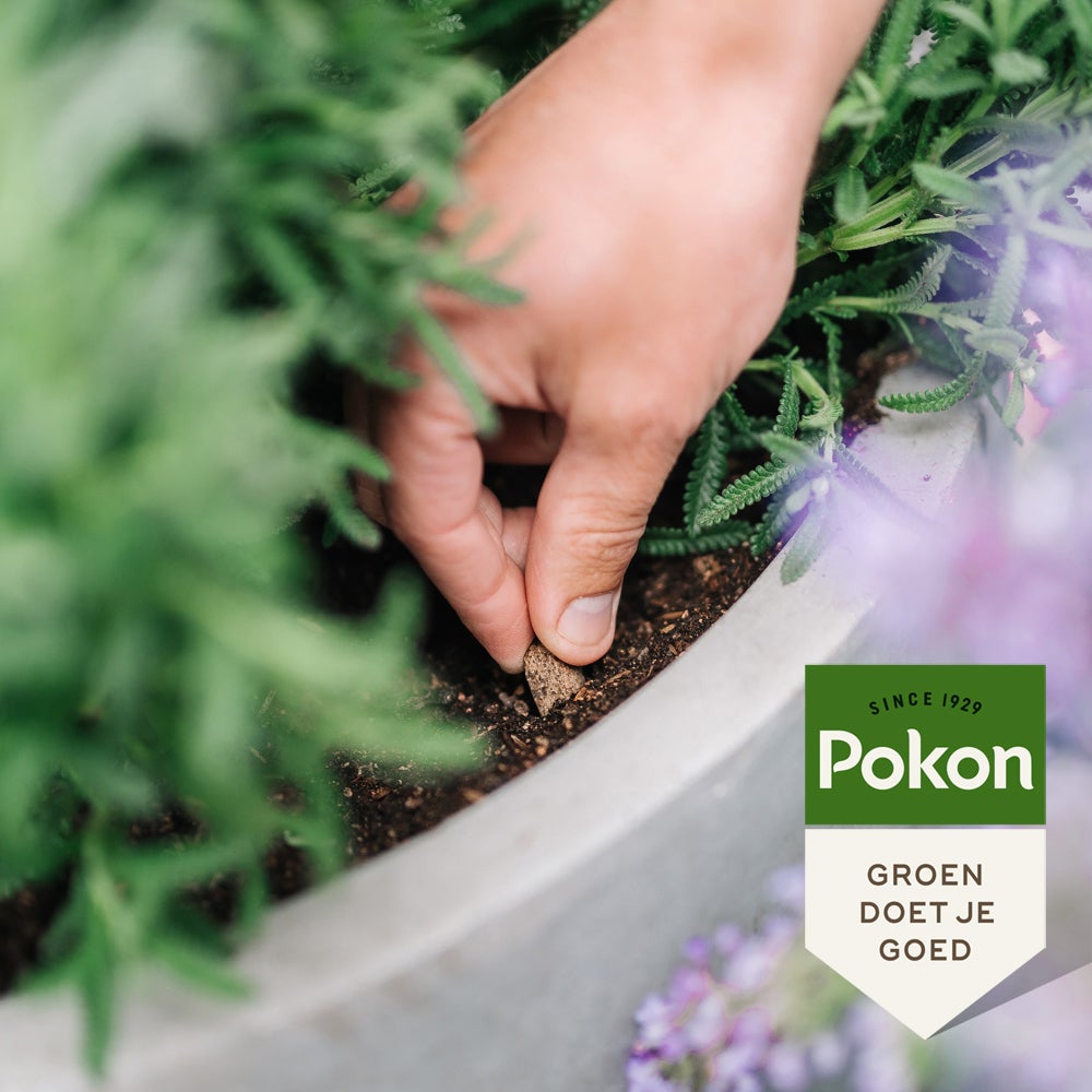 Pokon Bio Terras en Balkonplanten voeding Langwerkende kegels 40 stuks