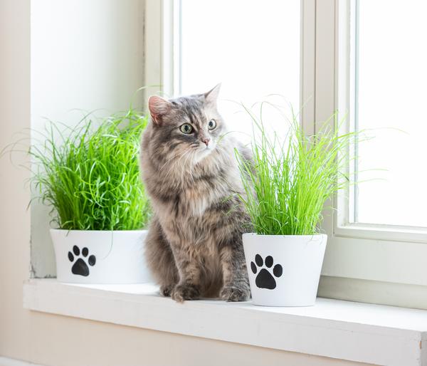 Dehner Lieblinge Katzengras Saatgut, 100 g