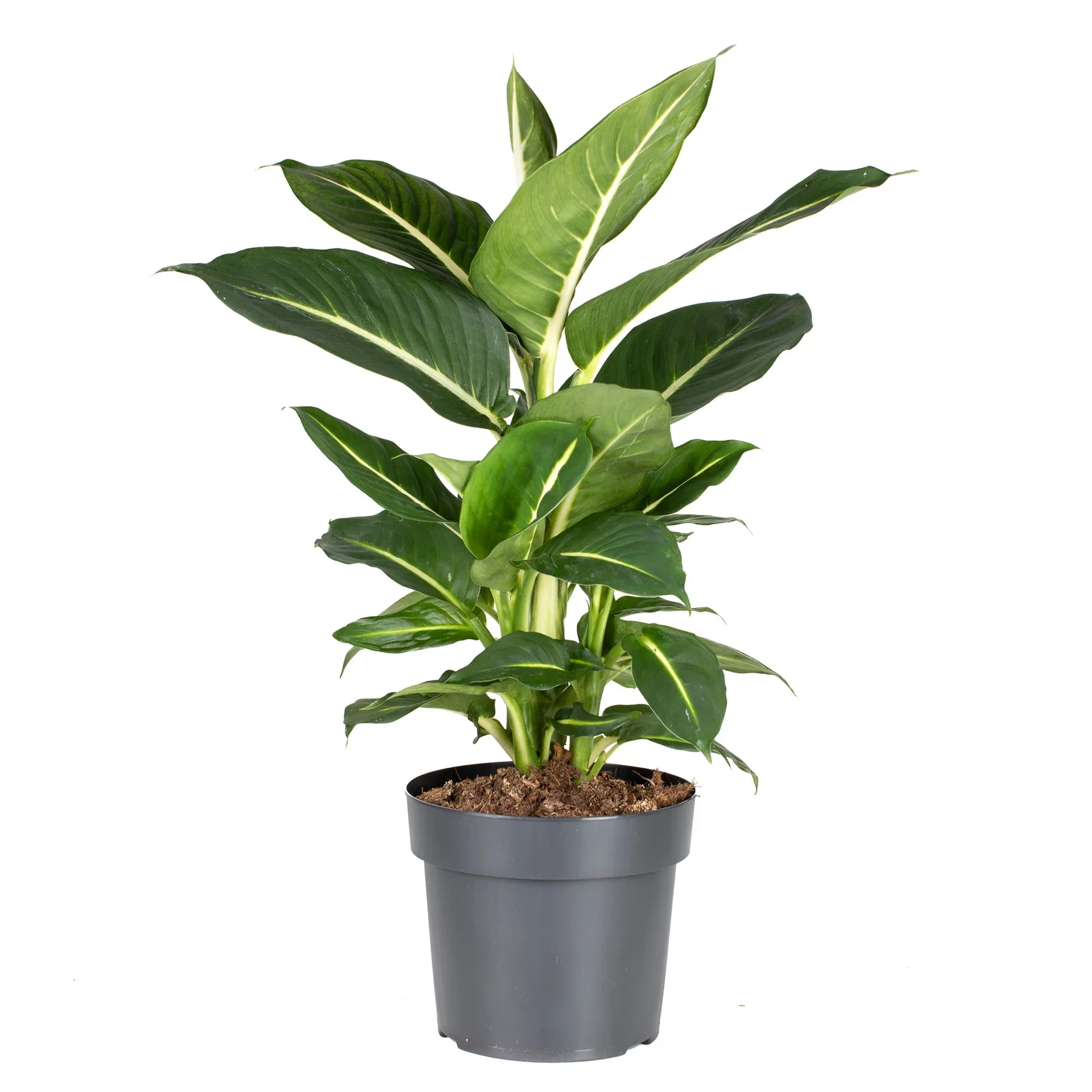 Dieffenbachia 'Green Magic' Prikkbladplante Høyde 40-50 cm