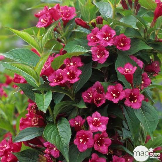 Weigela x ' Bristol Ruby ' : H 125/150 cm ctr 15 litres