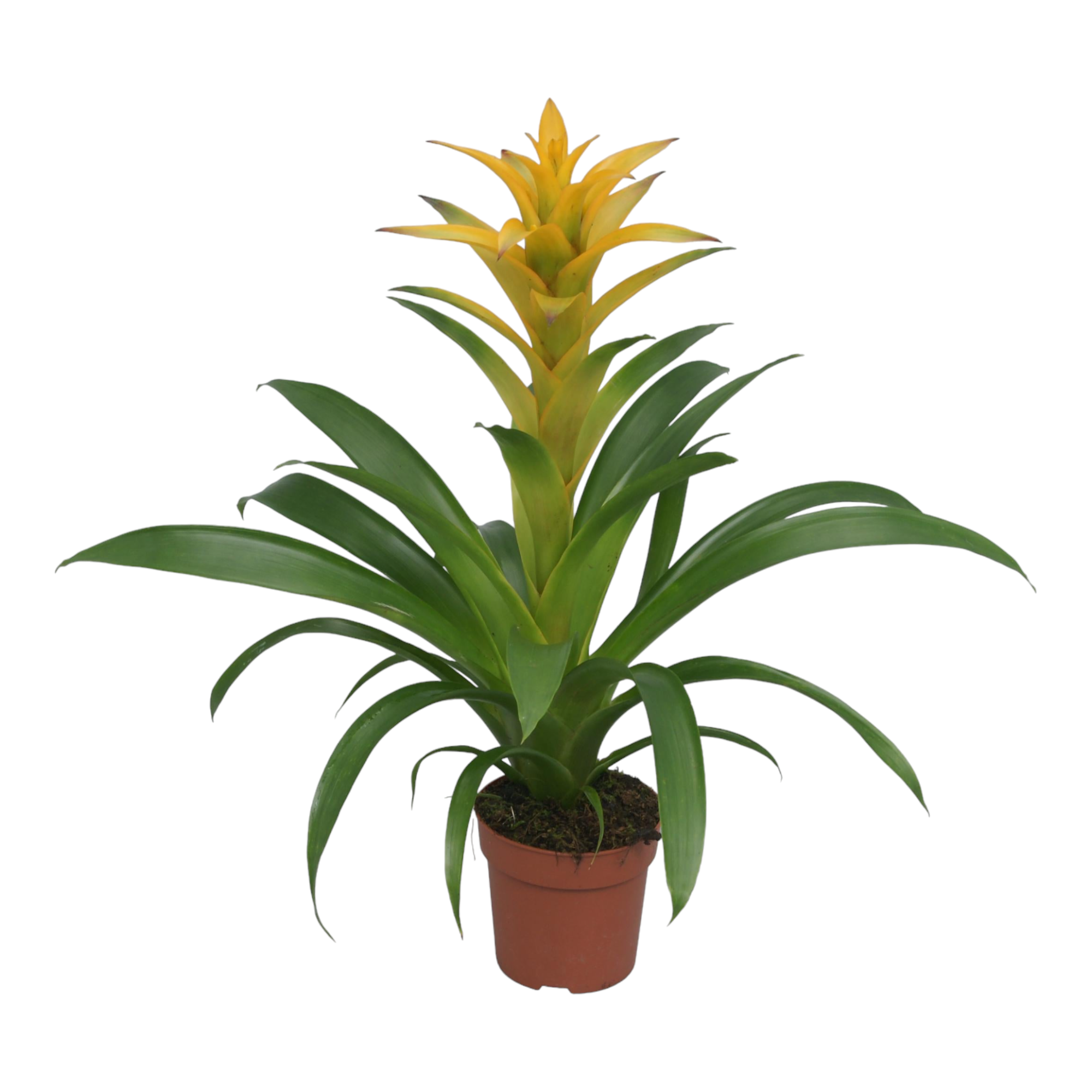Plante d'intérieur - guzmania desire 45.0cm