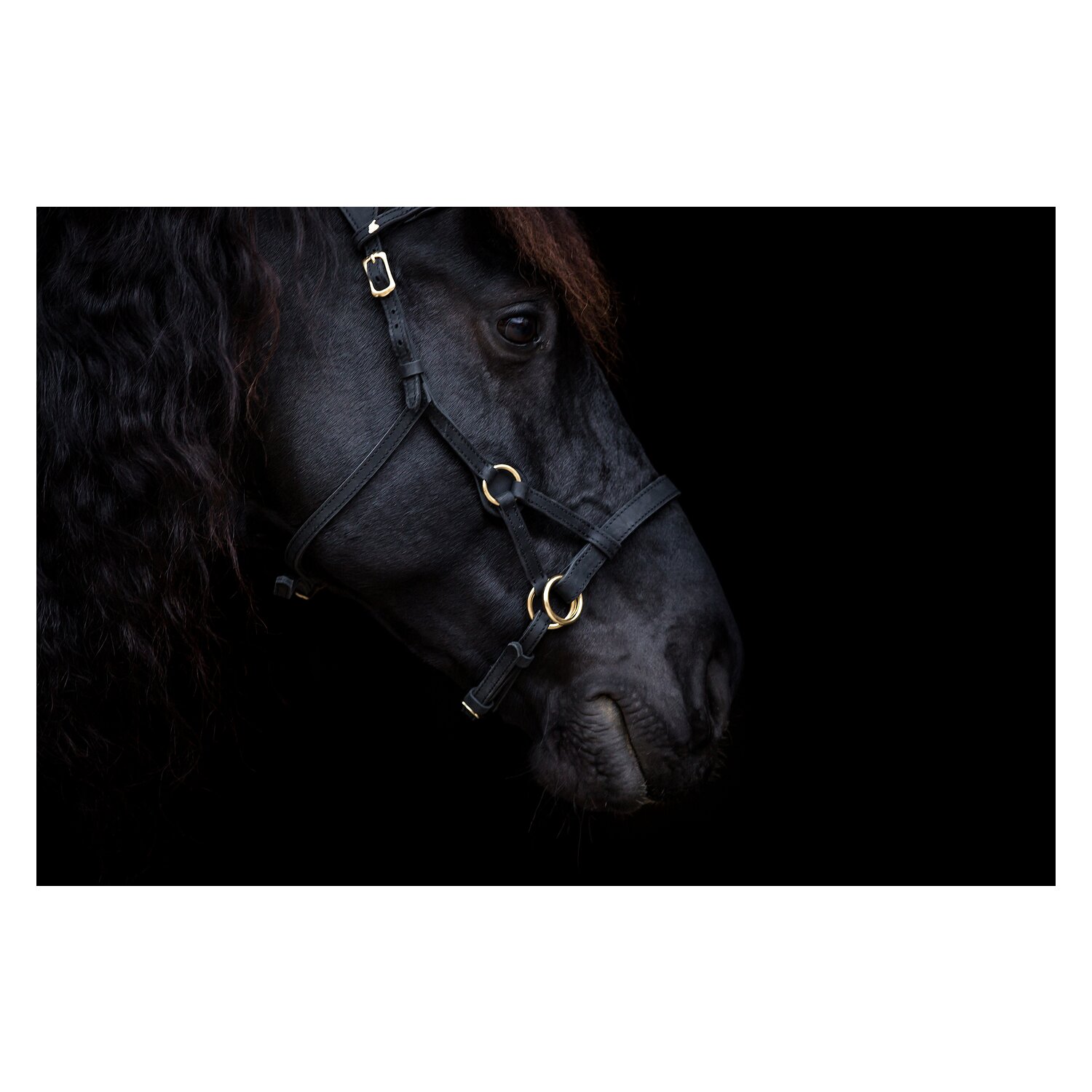 SABRO Sidepull - schwarz/messing - Warmblut