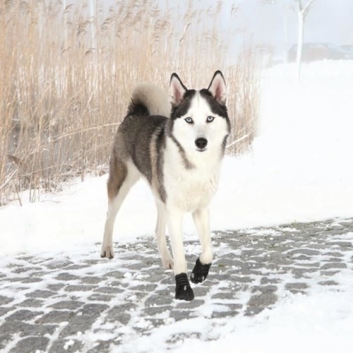 Botas de borracha pretas para cães Trixie Walk Active
