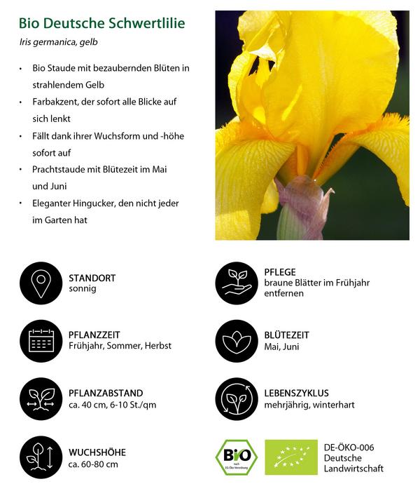 Bio Deutsche Schwertlilie, gelb