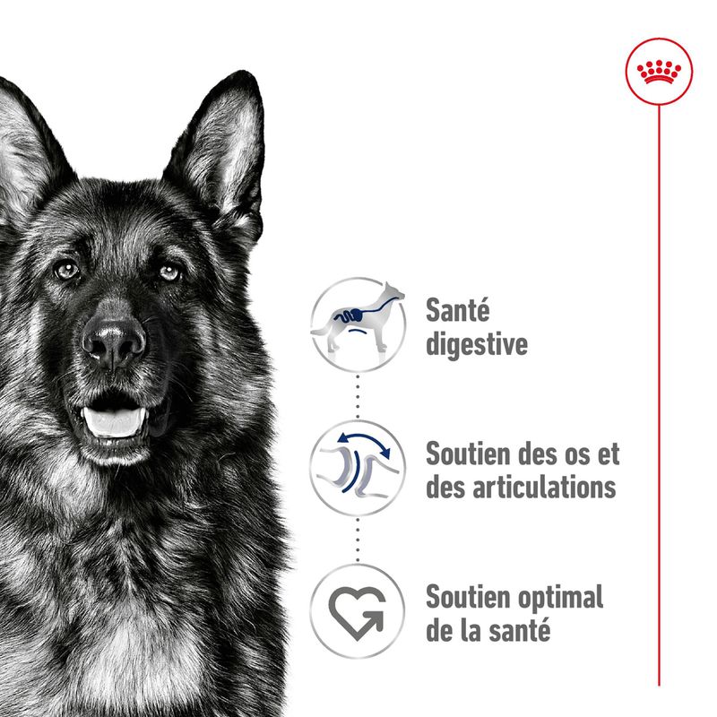 Royal Canin Maxi Adult Mousse
