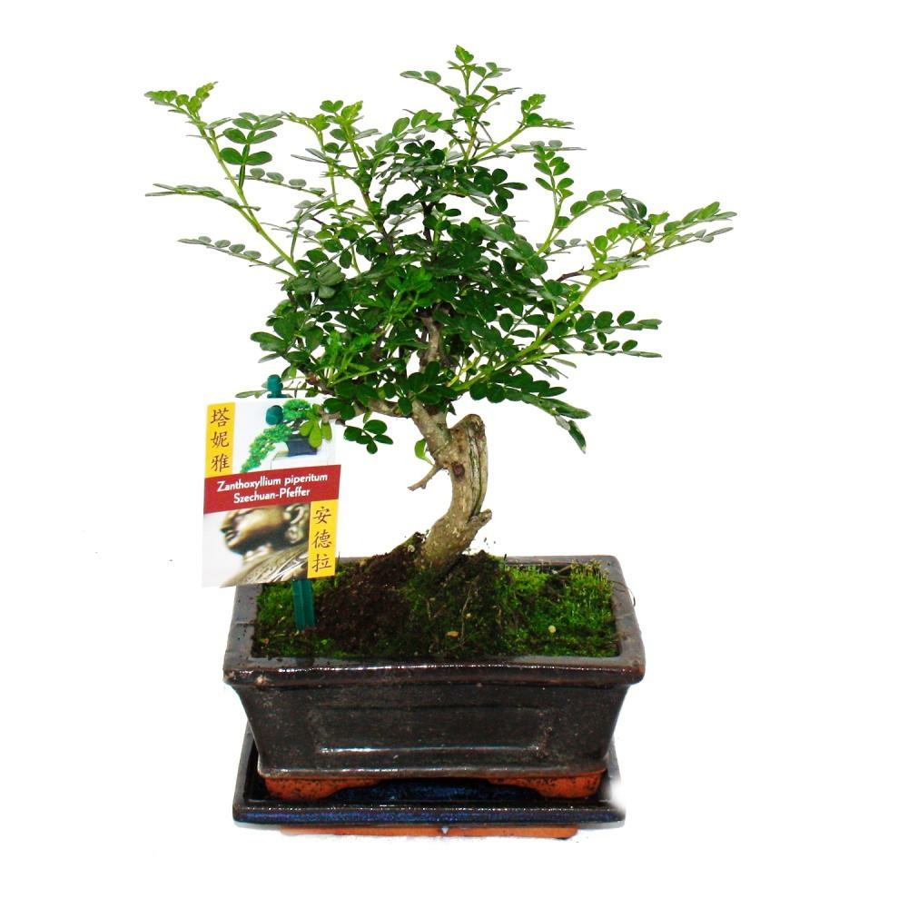 Poivre bonsaï du sichuan - zanthoxylum piperitum - environ 6 ans - en forme de boule