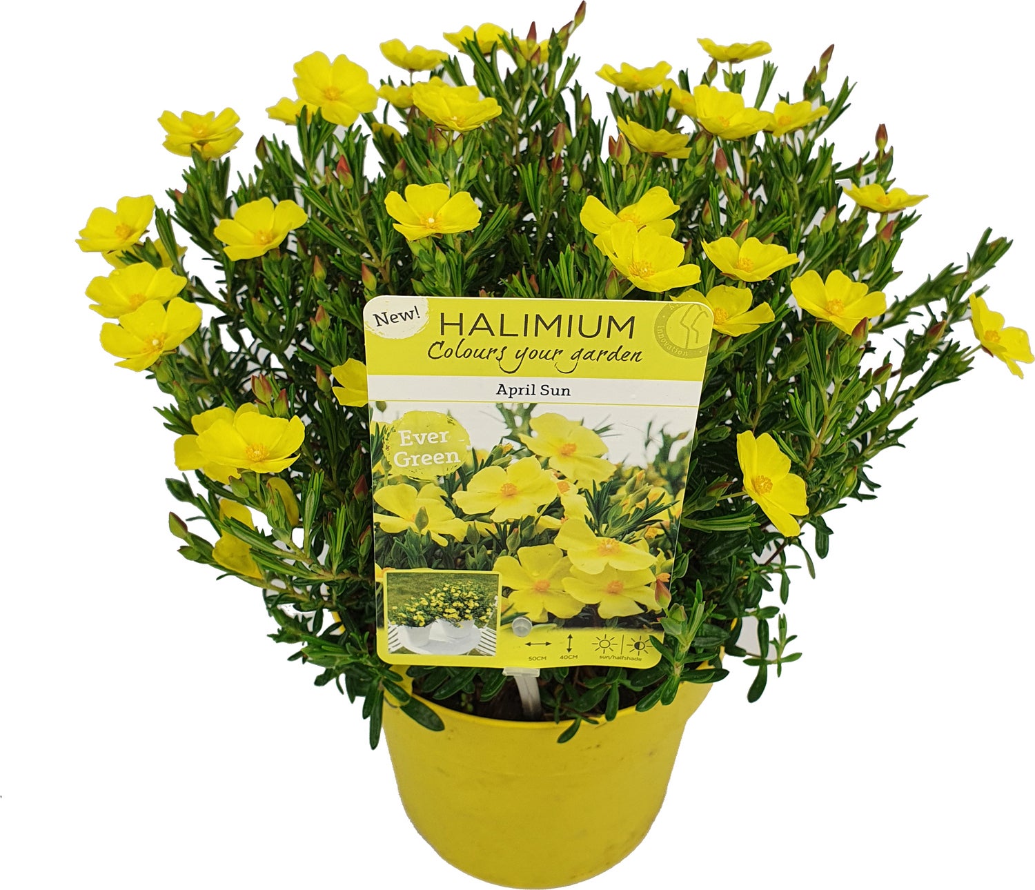 Zonneroosje (Halimium 'April Sun') D 17 H 30 cm