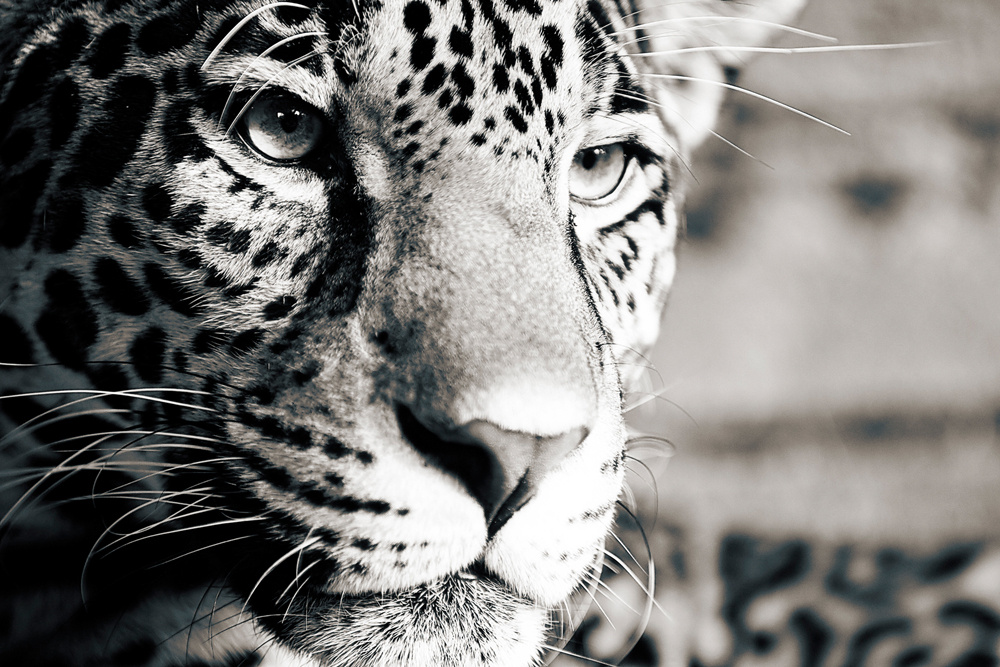 Akustikbild LEOPARD 80x120cm, 7kg