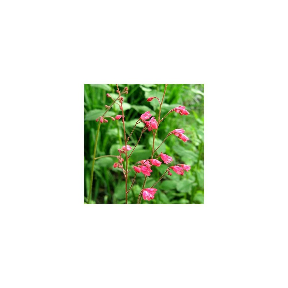 Heuchere leuchtkäkfer/heuchera leuchtkäkfer[-]godet