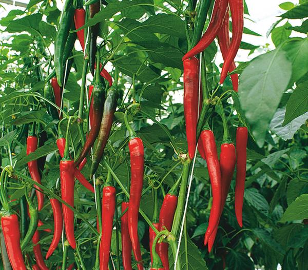 Rote Peperoni, scharf