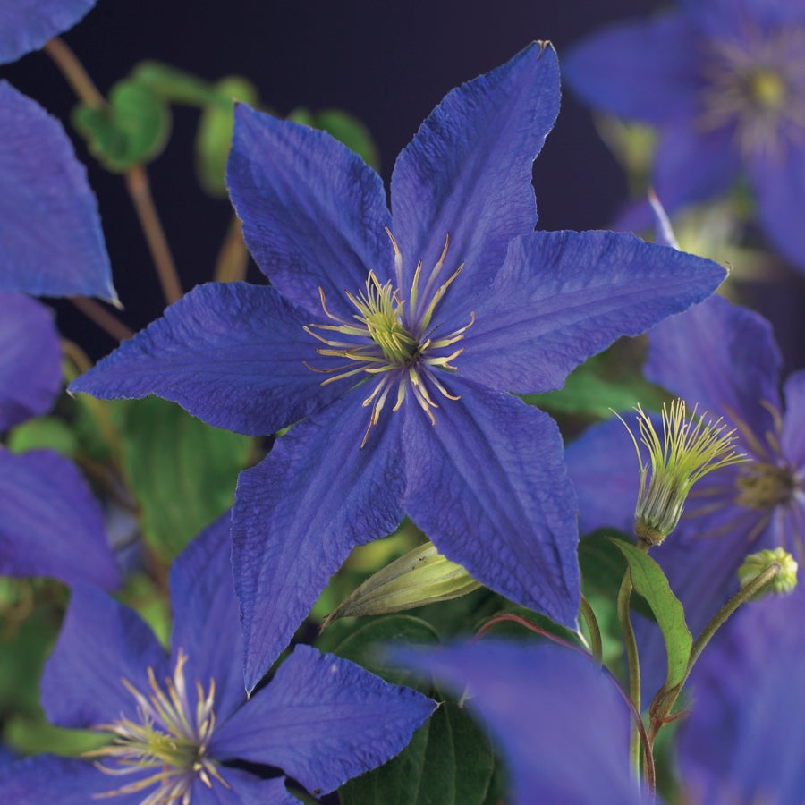 Bosrank (Clematis 'Rhapsody') D 16 H 75 cm