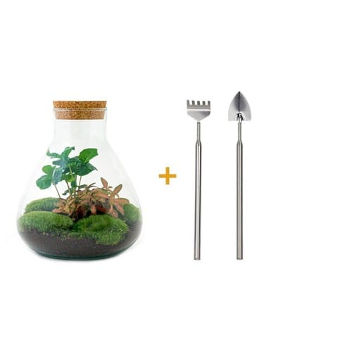 Kit terrarium diy - sama