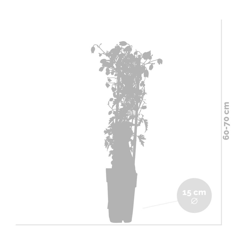 2x passiflora elliot – passiflore – plante grimpante – facile d'entretien - ⌀15 cm - ↕60-70 cm