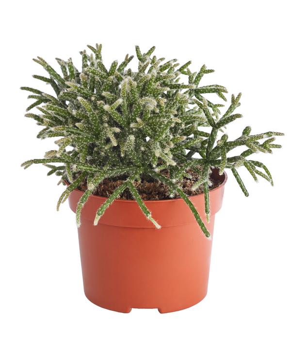 Korallenkaktus - Rhipsalis cassutha,