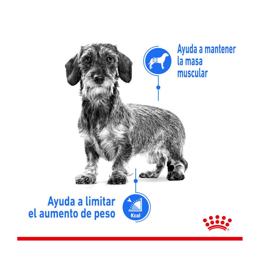 Ração Royal Canin Mini Light Weight Care para cães