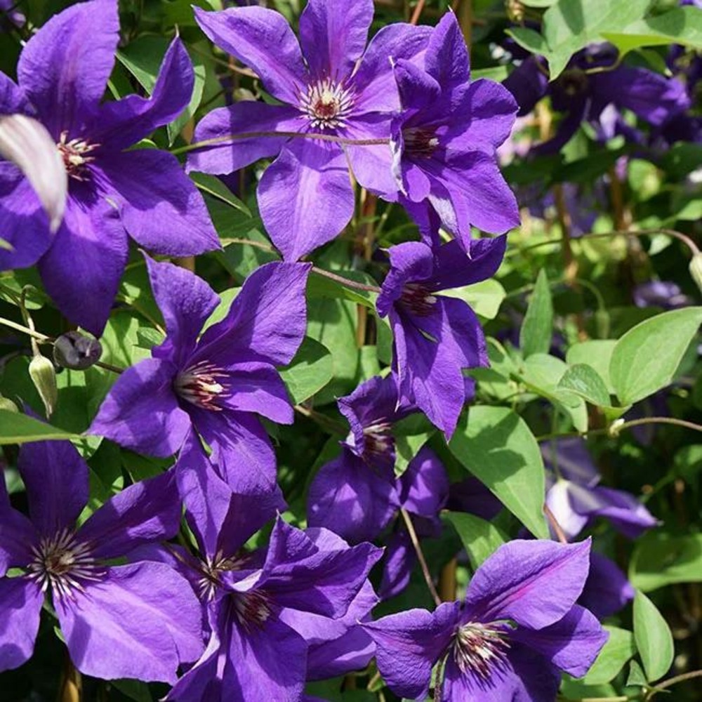 Clématite 'semu' - clematis 3l