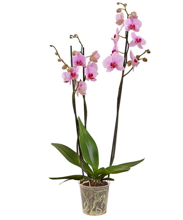 Schmetterlingsorchidee - Phalaenopsis