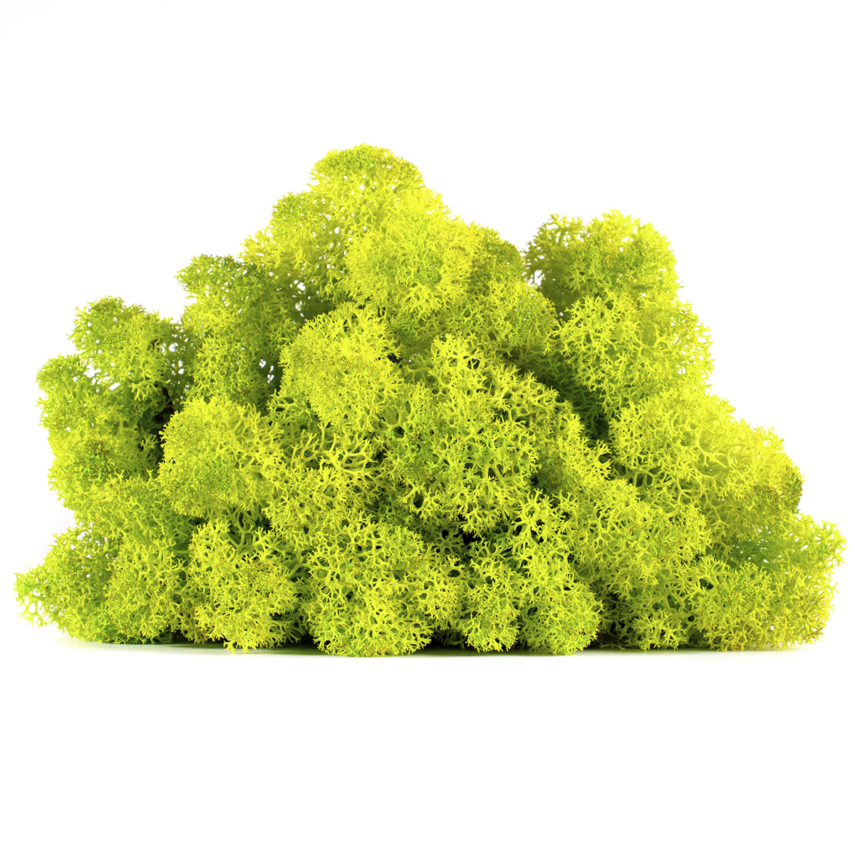 Lic/4055 lichen stabilisée printemps box 4 kg