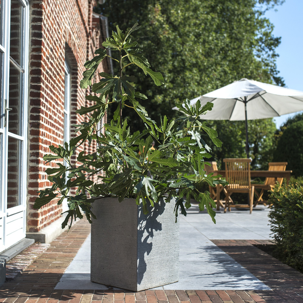 Figuier nain figality ® 'little miss figgy' gamme fruitality ® le plant