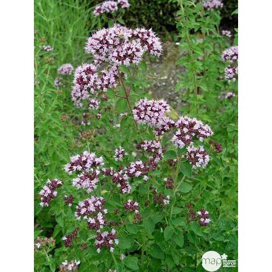 Plant d'origan : pot de 1 litre