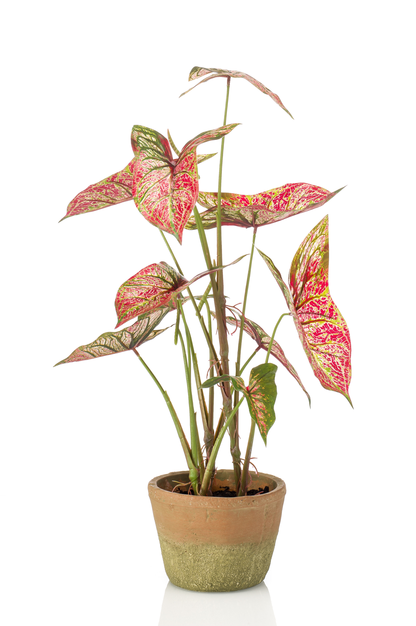Caladium