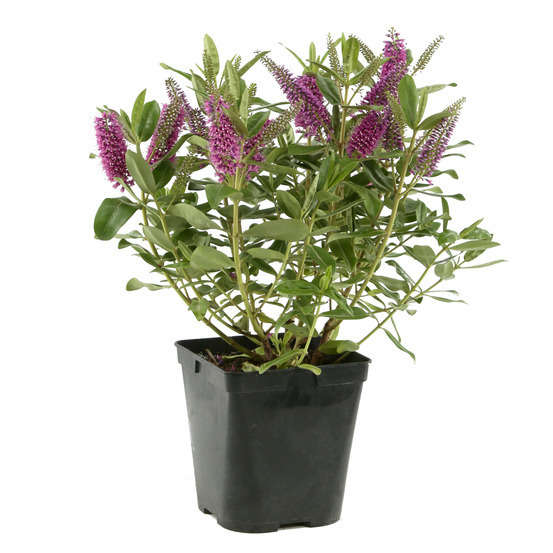 Hebe arbustive à fleurs - pot 4L