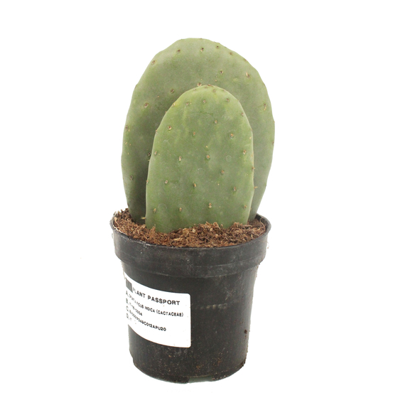 Opuntia ficus indica - pot D12cm