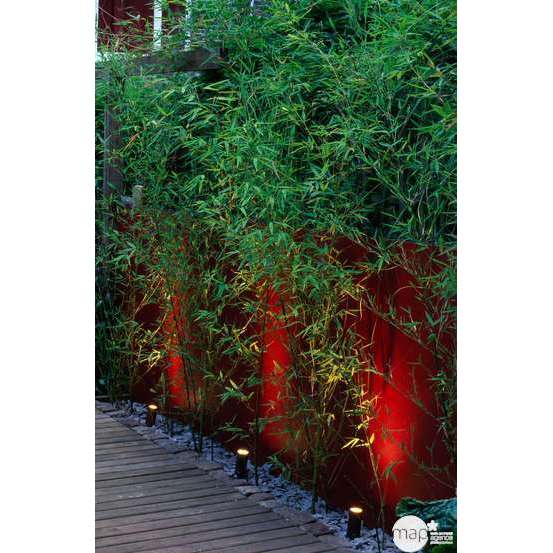 Bambou moyen phyllostachys aurea 200/250 cm: pot de 30 litres