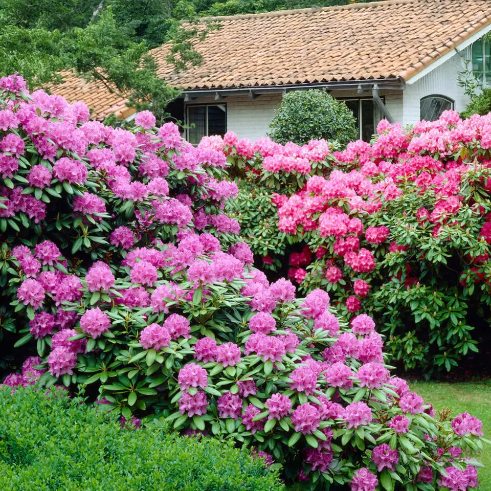 Rhododendrons - Set van 3 - Rhododendron catawbiense - Hoogte 25-40cm - ⌀9cm