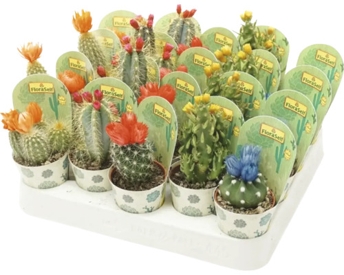 Cactus met strobloemen FloraSelf Cactus H 15-20 cm Ø 5,5 cm pot willekeurige variëteitselectie