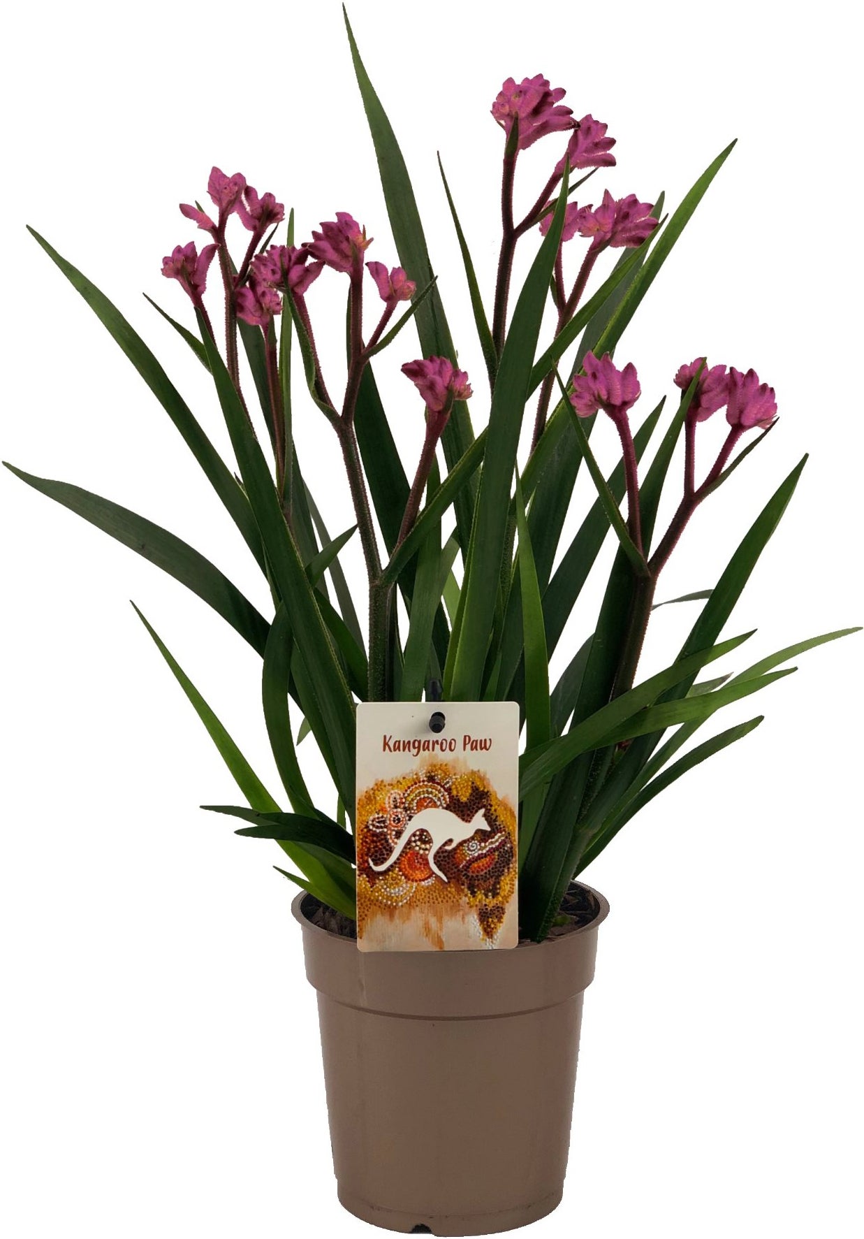 Kangoeroepootje (Anigozanthos) roze D 12 H 40 cm
