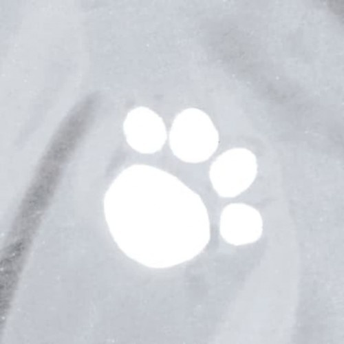 Capa de chuva impermeável para cães Tarbes, transparente