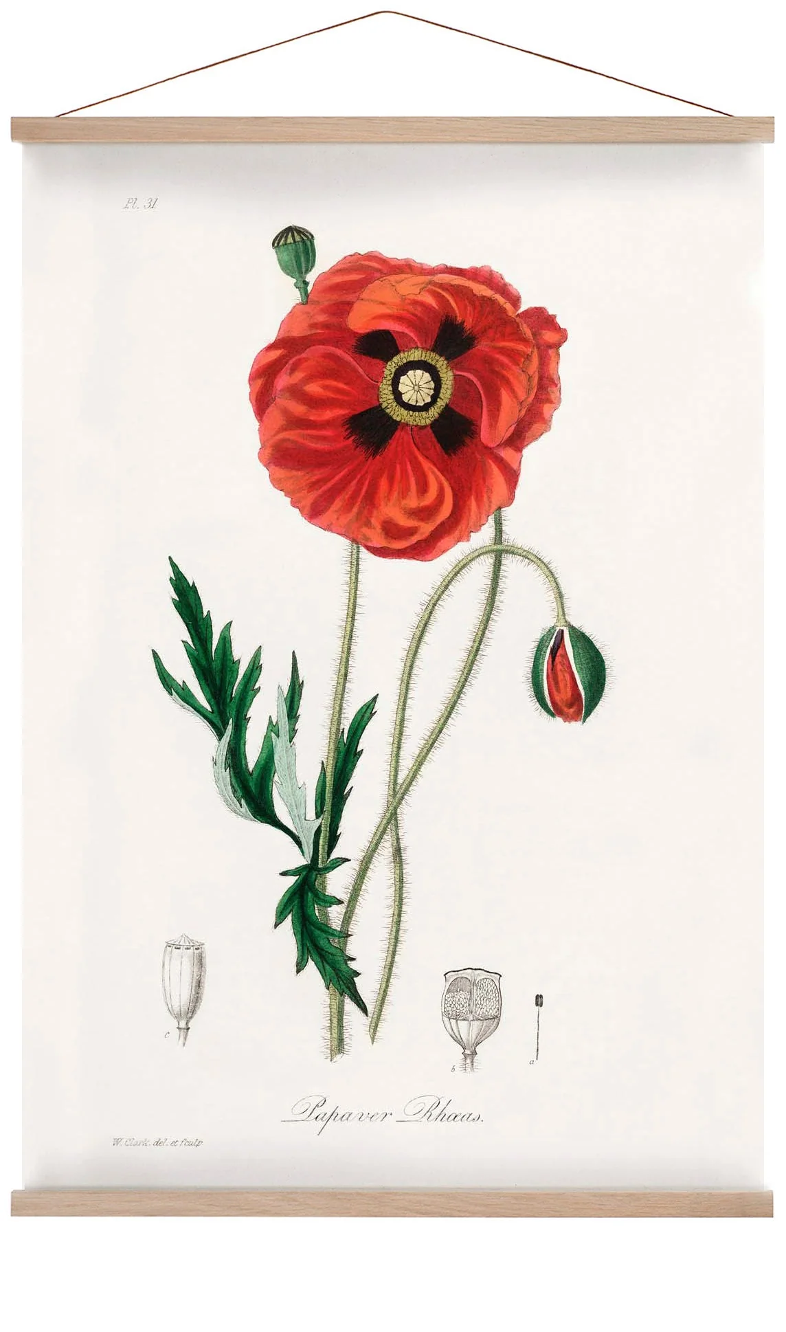 Mohnblume