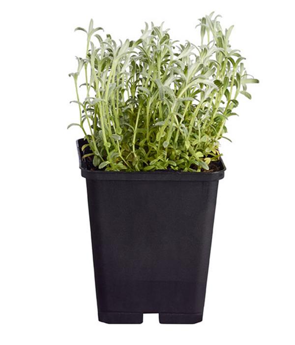 Bio Filziges Hornkraut 'Silberteppich'