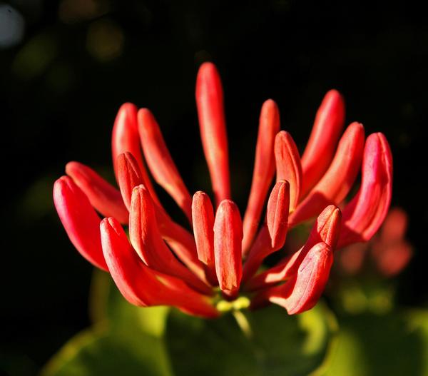 Heckenkirsche 'Dropmore Scarlet'