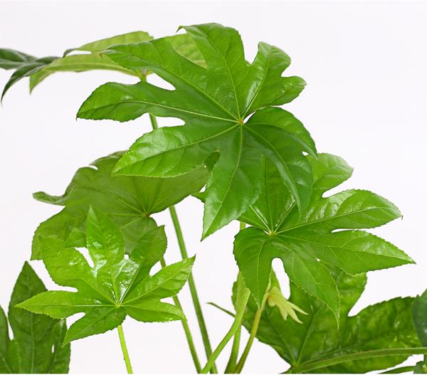 Zimmeraralie - Fatsia japonica