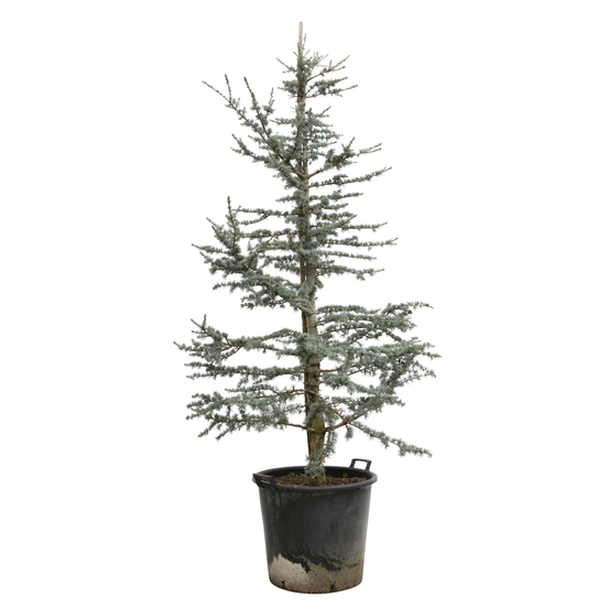 Cèdre bleu de l'Atlas (Cedrus libani Atlantica) 'Glauca': H175/200cm