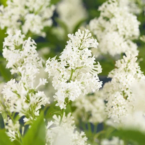 Syringa josikaea 'Holger' 4,5L Ungarnsyrin 'Holger' Ø22 cm