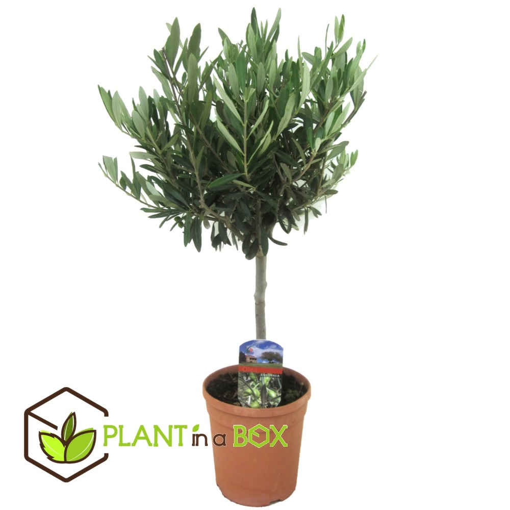 Olea europaea - olivier rustique sur tige - pot 17cm - hauteur 60-70cm