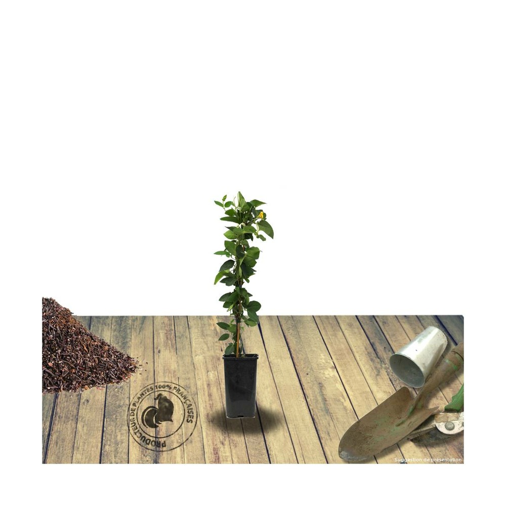 Chèvrefeuille de brown x brownii mandarin®/lonicera x brownii mandarin®[-]godet - 5/10 cm