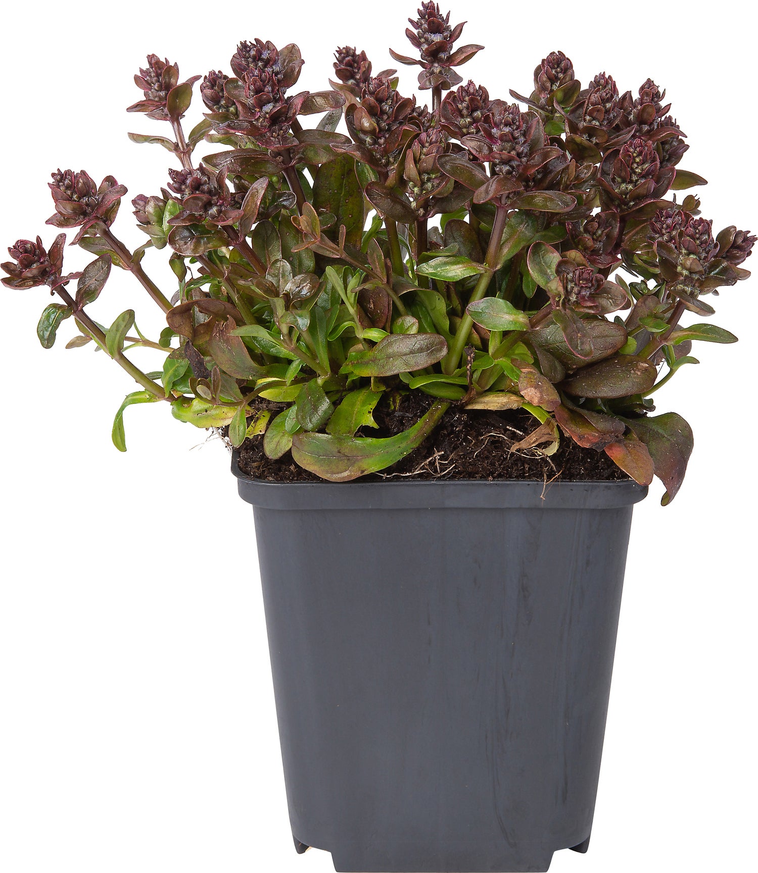Zenegroen (Ajuga reptans 'Chocolate Chip') D 9 H 10 cm