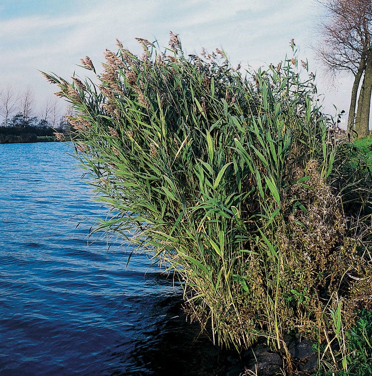 Riet (Phragmites australis) D 9 H 20 cm