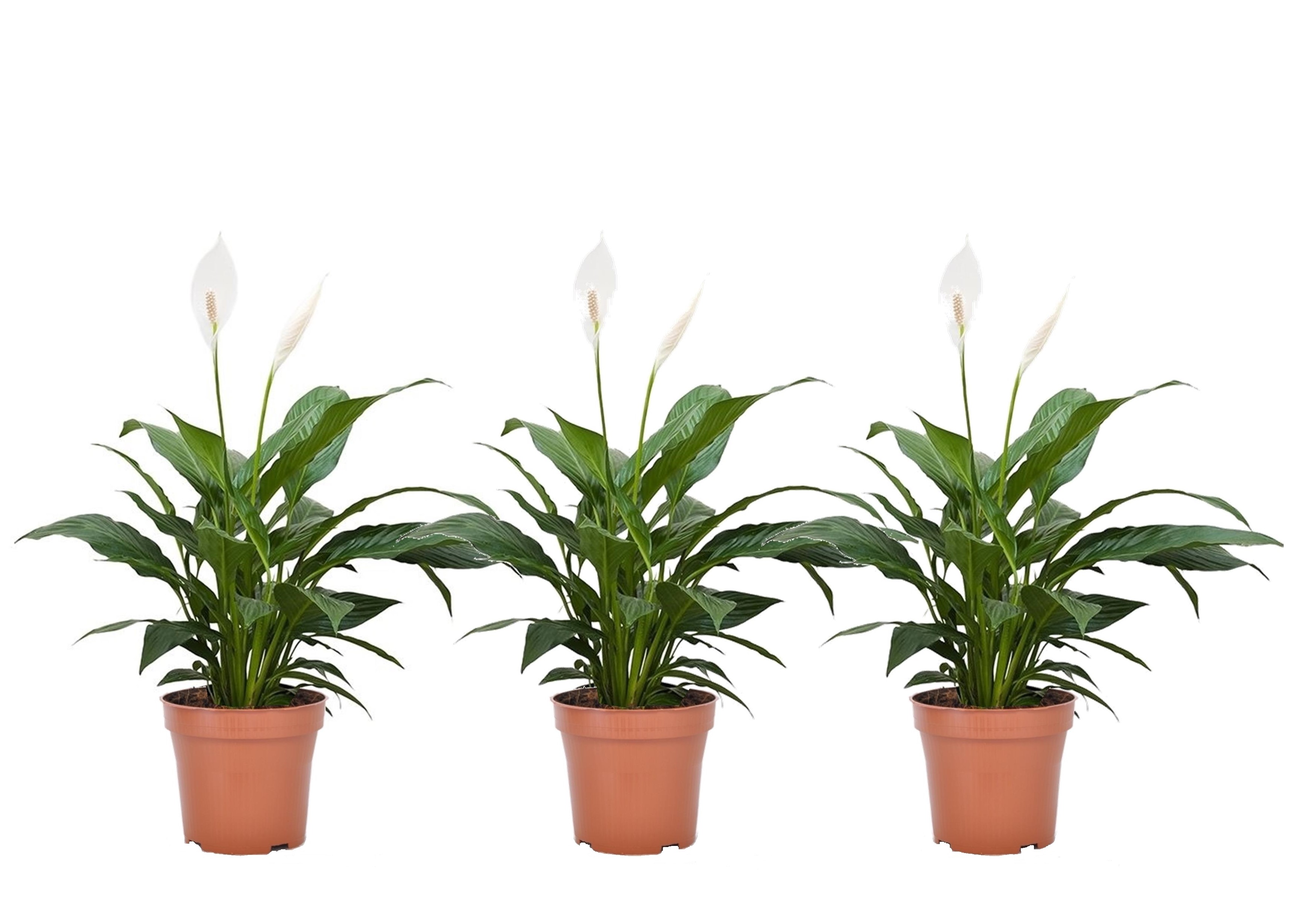 Spathiphyllum 'spoonplant' - set de 3 - pot 12cm - hauteur 30-40cm
