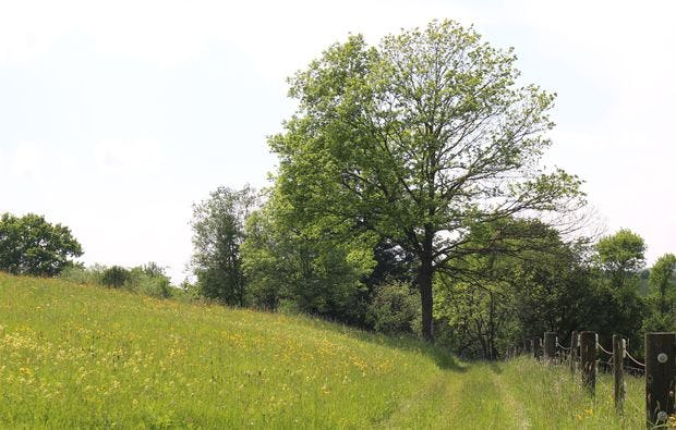 Kräuterwanderung - kräuterküche in Waldenbuch - Raum Stuttgart