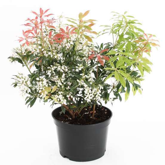 Pieris ' Forest Flame ' : Conteneur de 7,5 litres Hauteur 40/50 cm