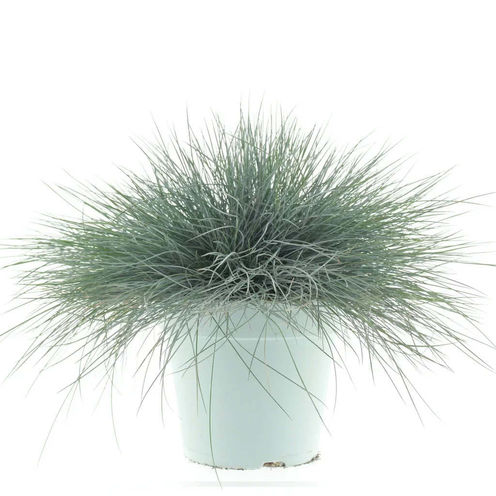 Festuca galuca 'Intense Blue' Blåsvingel 'Intense Blue' Ø23 cm