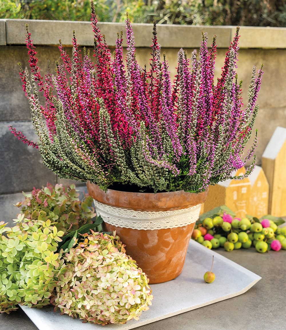 Calluna Knospenheide 'Fluffy® Twister®', 15 cm-Topf