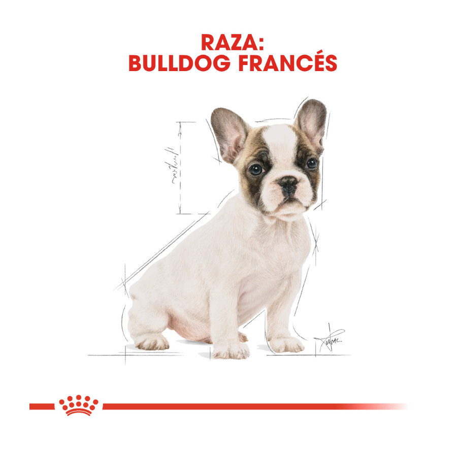 Ração Royal Canin para filhotes de Bulldog Francês