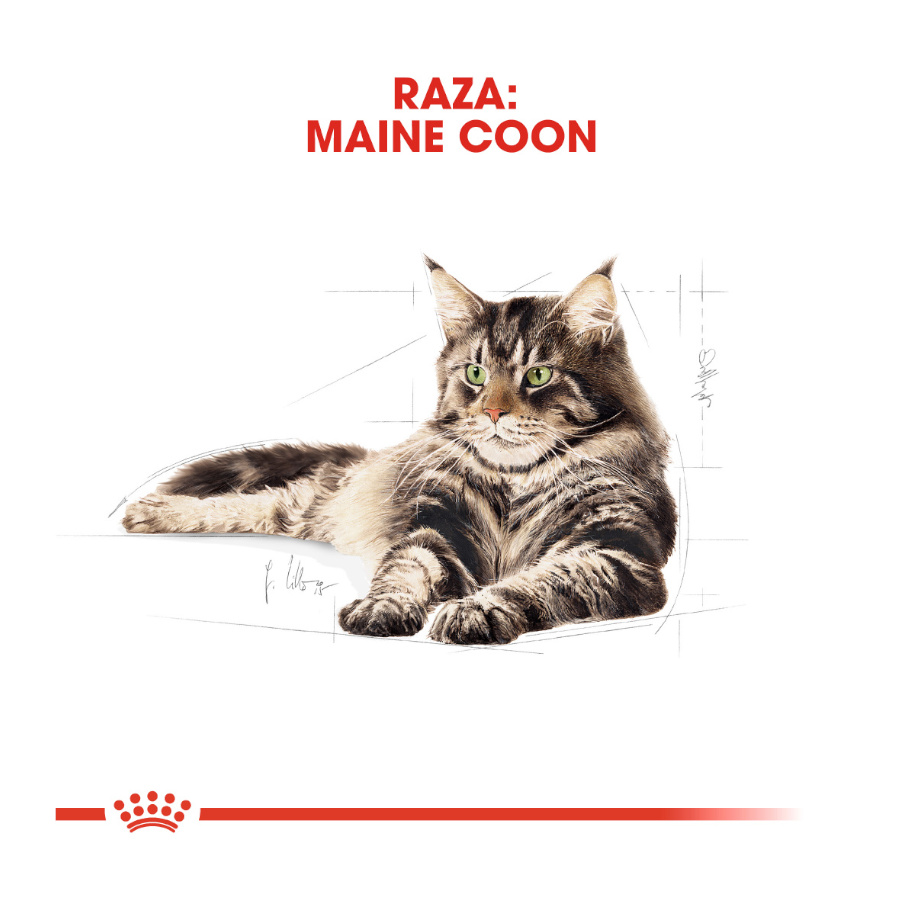 Ração Royal Canin Adult Maine Coon para gatos