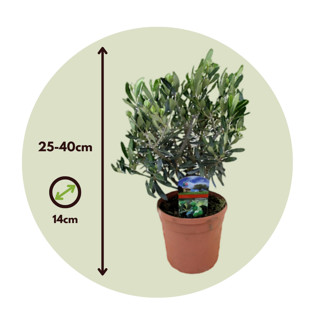 Olea europaea - set de 4 - buisson d'olivier - pot 14cm - hauteur 25-40cm